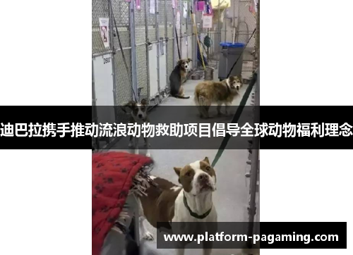 迪巴拉携手推动流浪动物救助项目倡导全球动物福利理念 迪巴拉携手推动流浪动物救助项目倡导全球动物福利理念